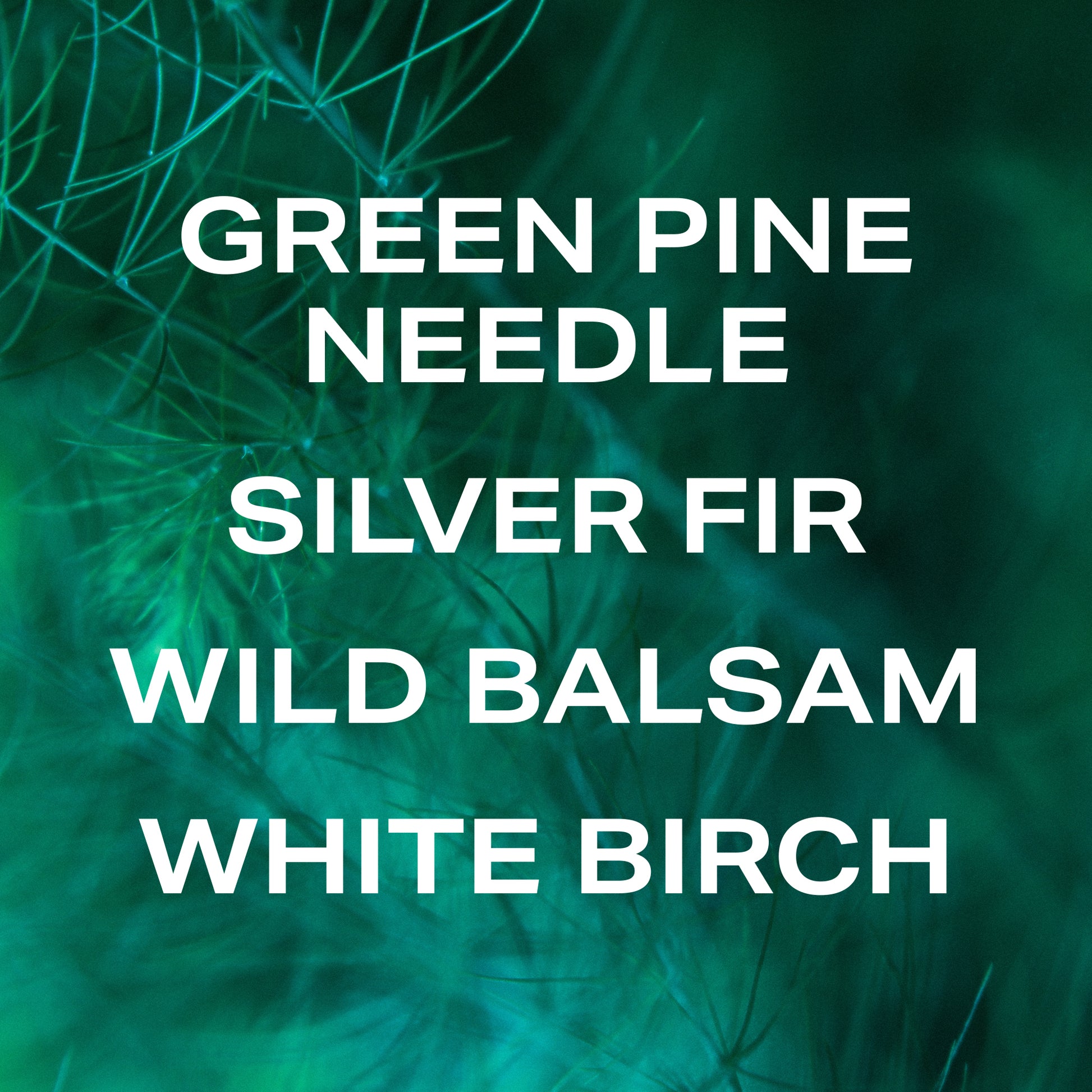 Phlur's Wild Balsam candle fragrance notes