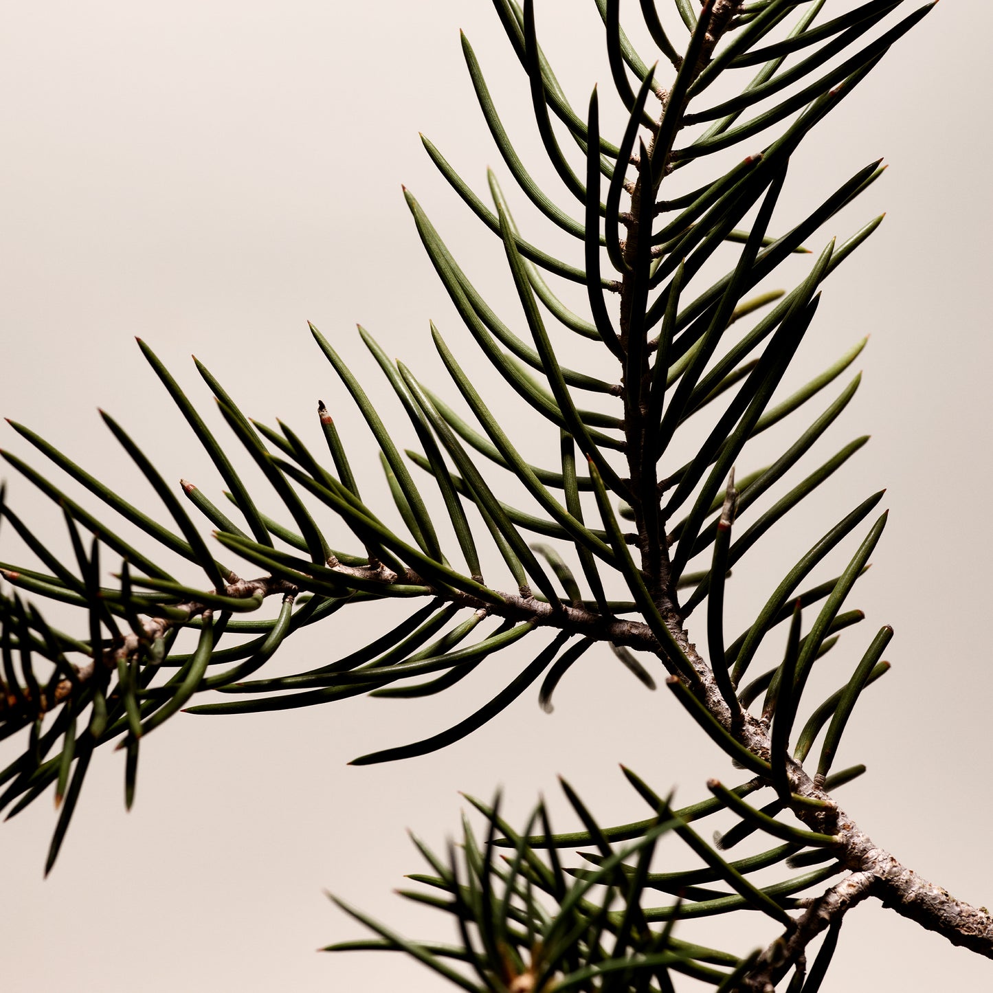 evergreen tree branch