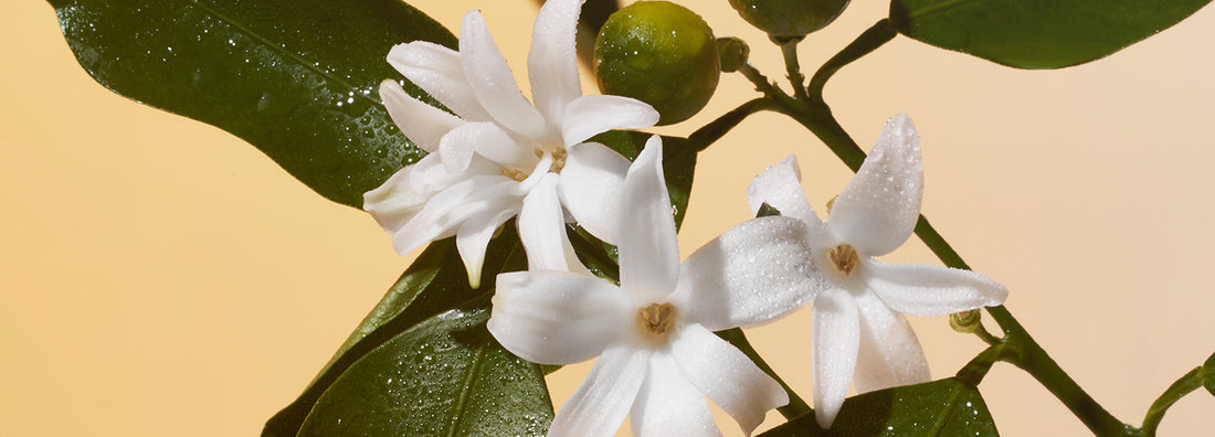 neroli scent